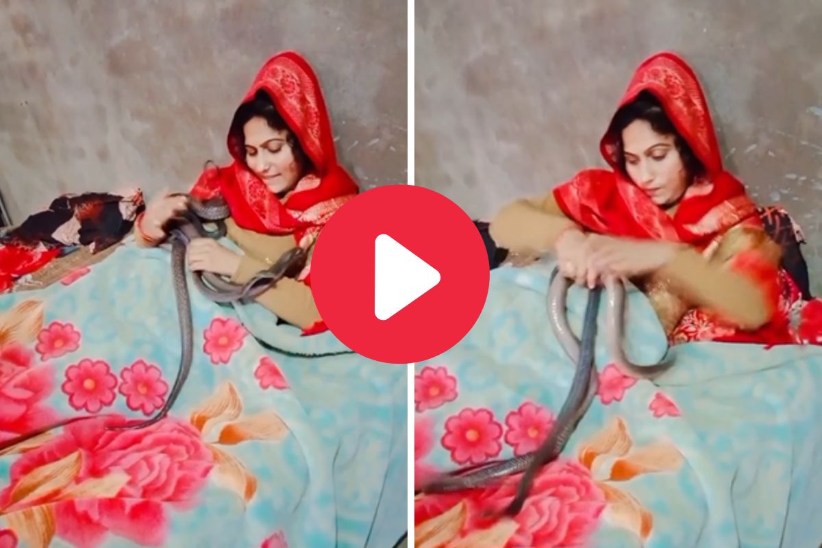 व्हायरल व्हिडीओ