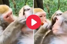 साथीदाराचा डोळा साफ करताना माकडाचा मजेशीर Video व्हायरल