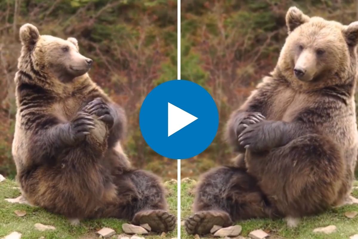 व्हायरल व्हिडीओ