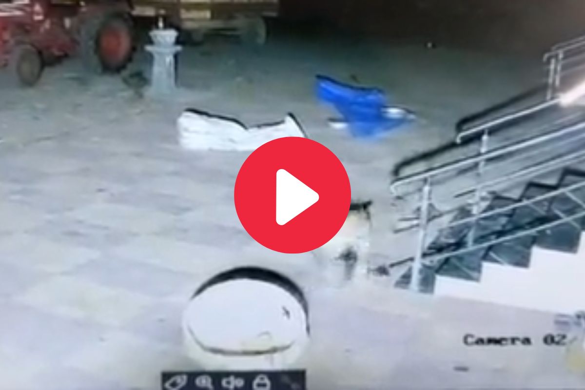 व्हायरल व्हिडीओ