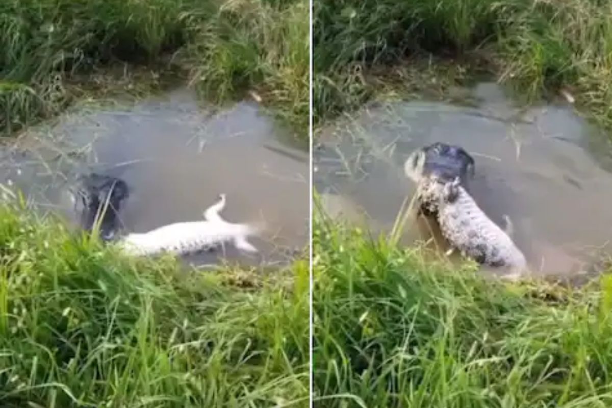 बलाढ्य मगरीचा आपल्याच साथीदारावर जबर हल्ला; VIDEO चा शेवट पाहून उडेल थरकाप