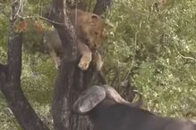 त्या प्राण्याला बघताच जंगलाच्या राजाची हवा टाईट; घाबरून झाडावर चढला सिंह, VIDEO