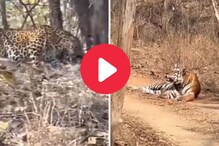 वाघ की बिबट्या, पाहा शिकारीमध्ये कोण ठरलं श्रेष्ठ, Video Viral
