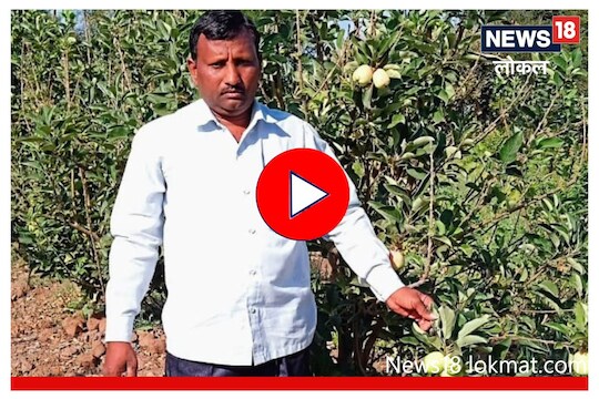 Sangli News: दुष्काळी जतच्या माळावर चक्क सफरचंदाची शेती, पाहा शेतकऱ्याची कमाल, Video