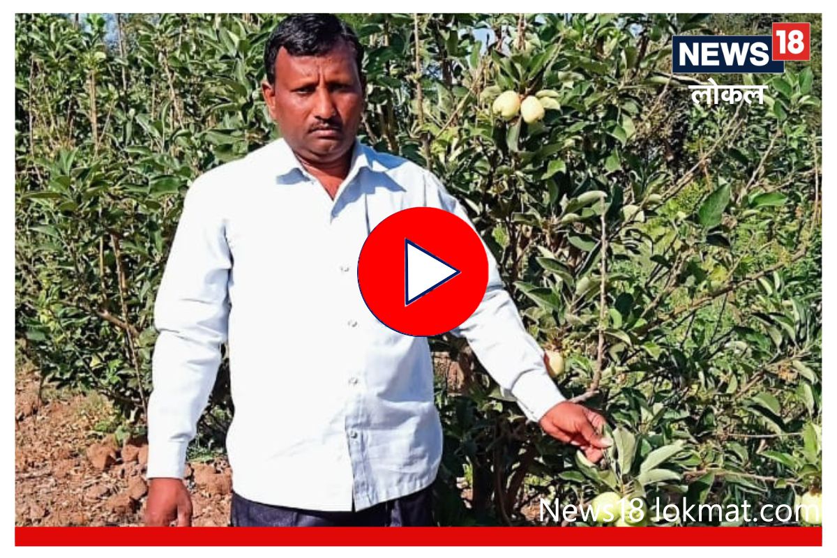 Sangli News: दुष्काळी जतच्या माळावर चक्क सफरचंदाची शेती, पाहा शेतकऱ्याची कमाल, Video