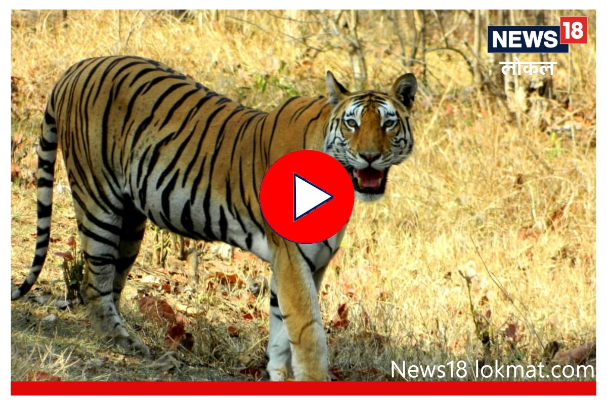 Pench Tiger Project: नागपूर जवळचं वाघाचं घर, 'जंगल बुक'शी आहे खास कनेक्शन! Video
