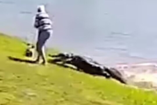 तलावाच्या काठावर फिरत होती महिला; अचानक मगरीने हल्ला करत जबड्यात पकडलं अन्..थरकाप उडवणारा VIDEO