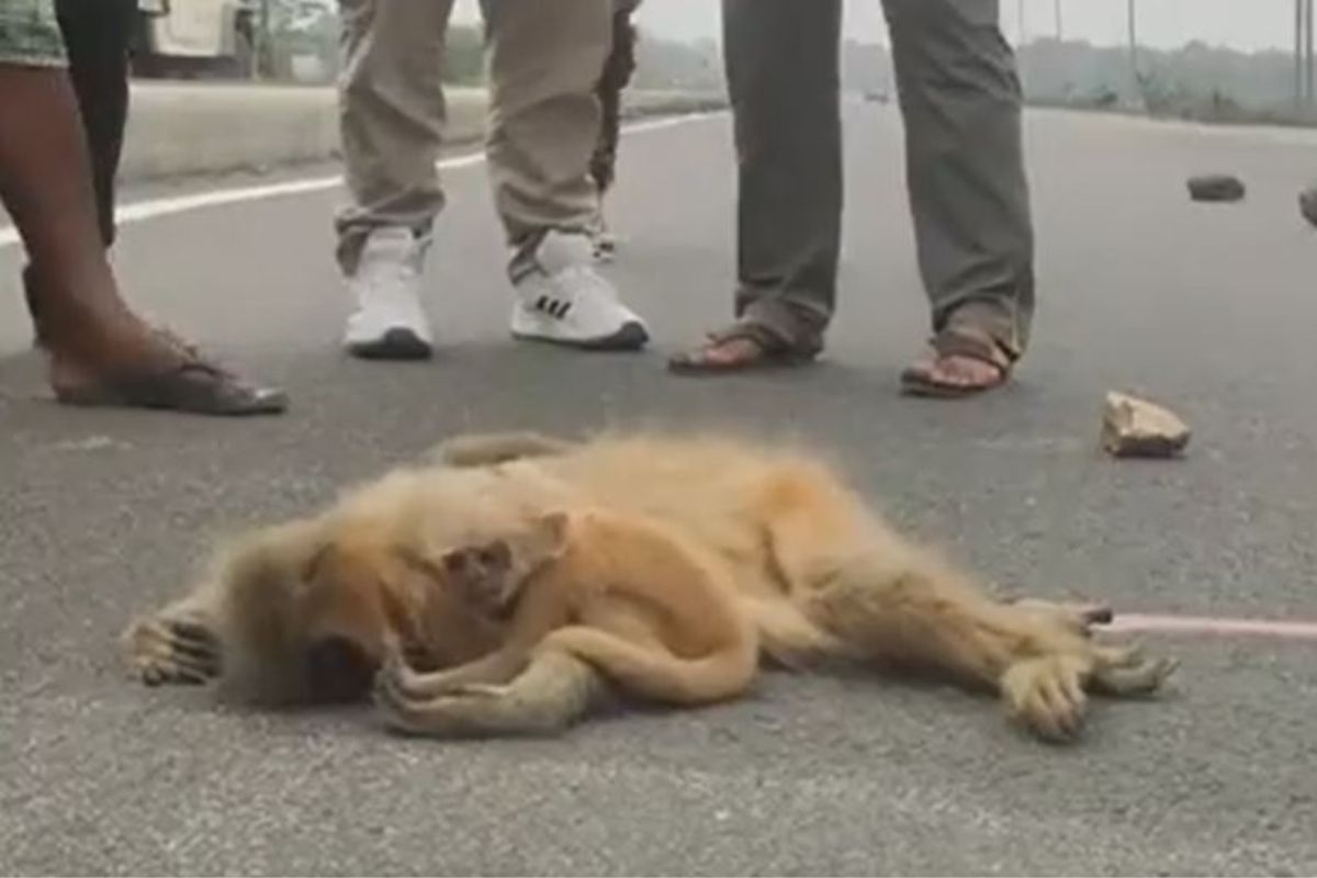 आईचा अपघाती मृत्यू; घट्ट मिठी मारून बसलेलं माकडाचं पिल्लू झालं भावुक, VIDEO पाहून येईल डोळ्यात पाणी