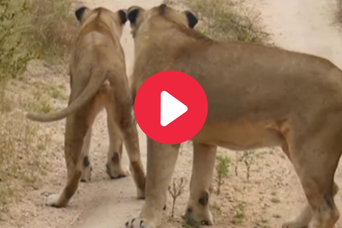 व्हायरल व्हिडीओ