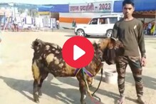 OMG! हा बोकड पाहण्यासाठी गर्दी का जमतेय? किंमत ऐकून बसेल धक्का
