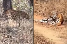 वाघाचा बिबट्यावर अचानक हल्ला; 2 प्राण्यांच्या लढाईचा शेवट मात्र अनपेक्षित, VIDEO