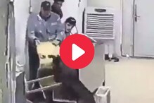 कुत्र्याची दहशत; लोक पळून पळून हैराण, Video पाहून हसून हसून व्हाल लोटपोट कुत्र्याची दहशत; लोक पळून पळून हैराण, Video पाहून हसून हसून व्हाल लोटपोट
