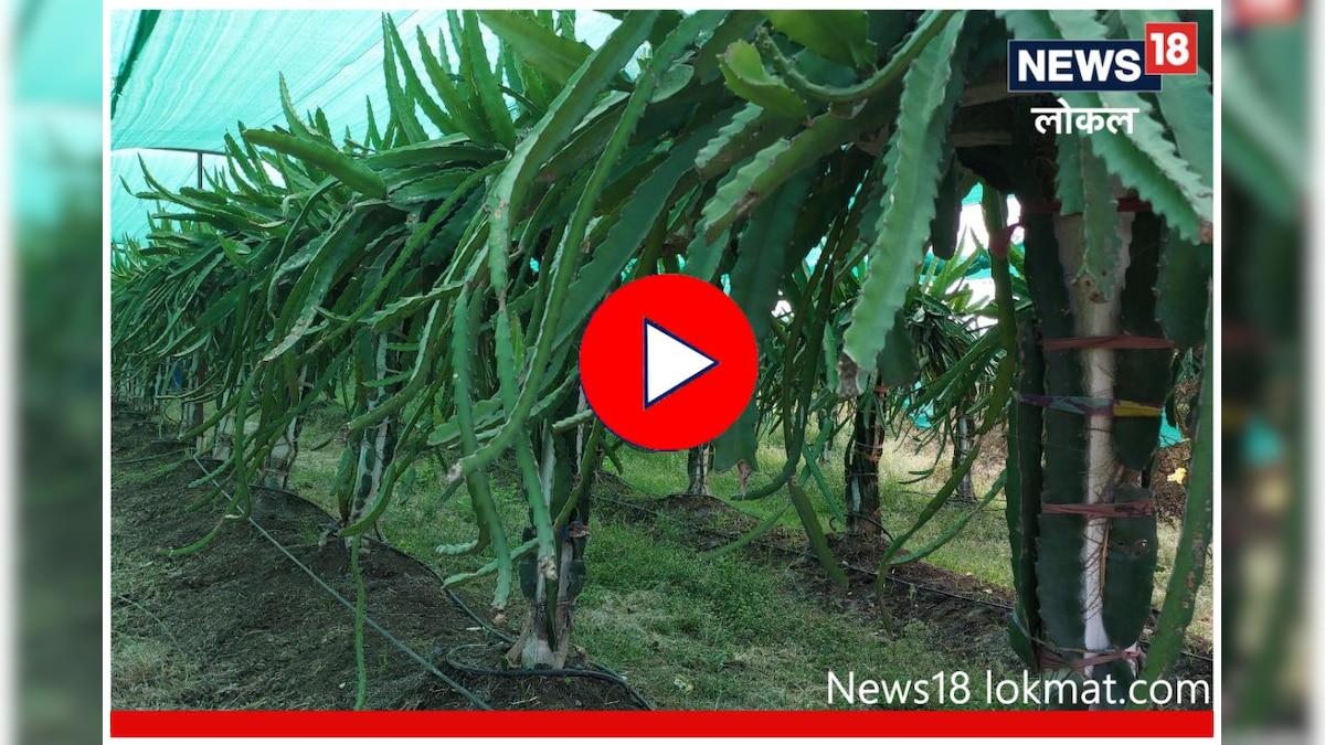 Wardha News A Young Farmer From Selu In Wardha Cultivates Dragon Fruit Success Story वर्ध्यात 1405