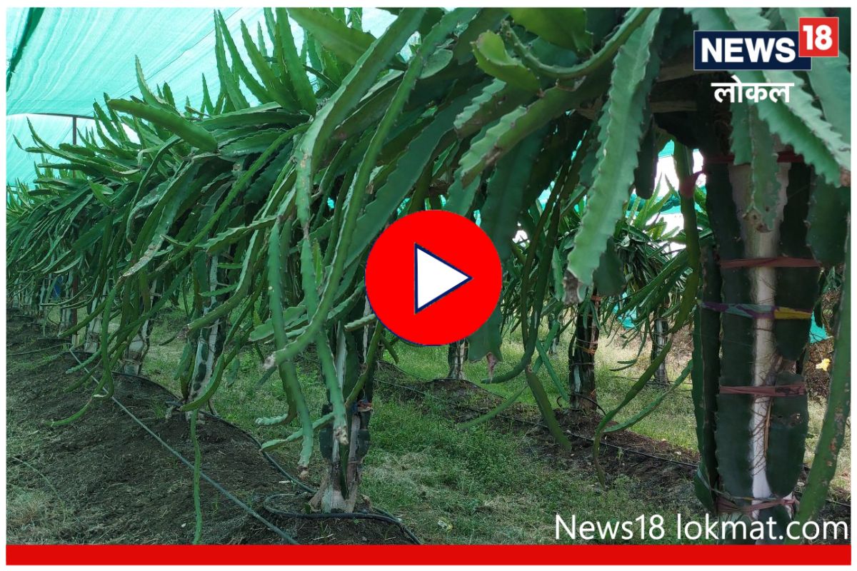 Success Story: वर्ध्यात बहरली 'ड्रॅगन फ्रुट'ची शेती, शेतकरी घेतोय लाखोंचे उत्पन्न, Video