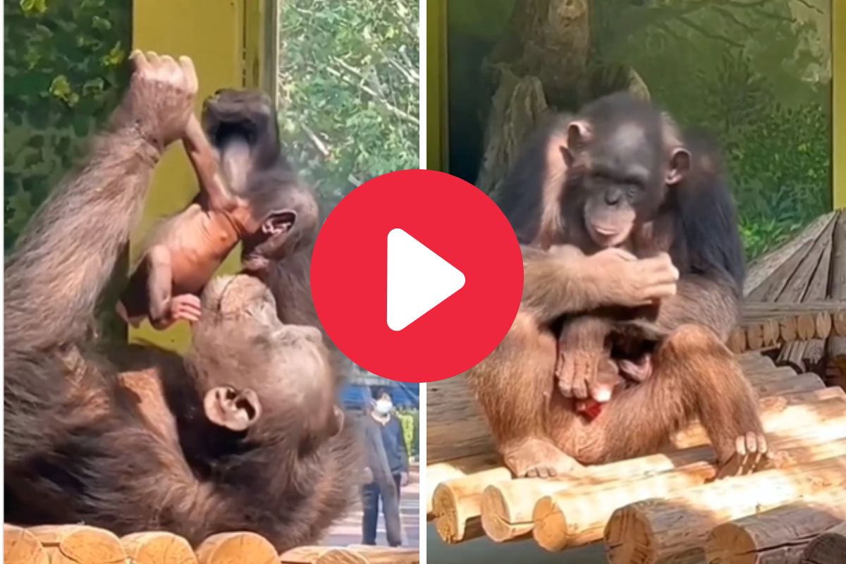 व्हायरल व्हिडीओ