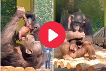 हात पकडून वर घेतलं आणि नंतर....चिंपाझीचा मुलासोबतचा प्रेमळ Video