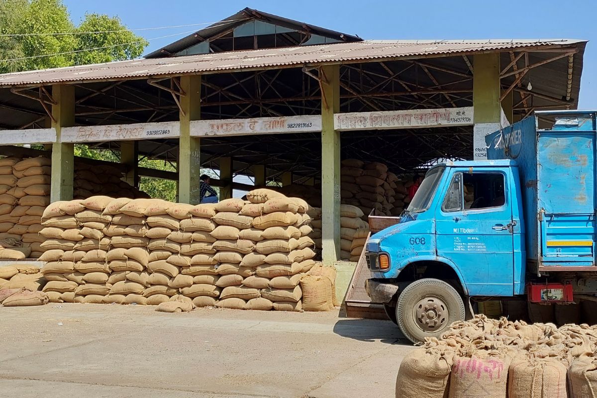 Wardha News: हरभरा उत्पादक संकटात, सरकारी धोरणांचा शेतकऱ्यांना फटका