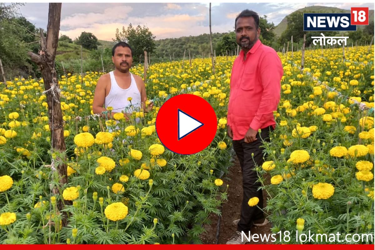Success Story: गुजरातमधील नोकरी सोडली, झेंडू शेतीतून कमावले लाखो रुपये, Video