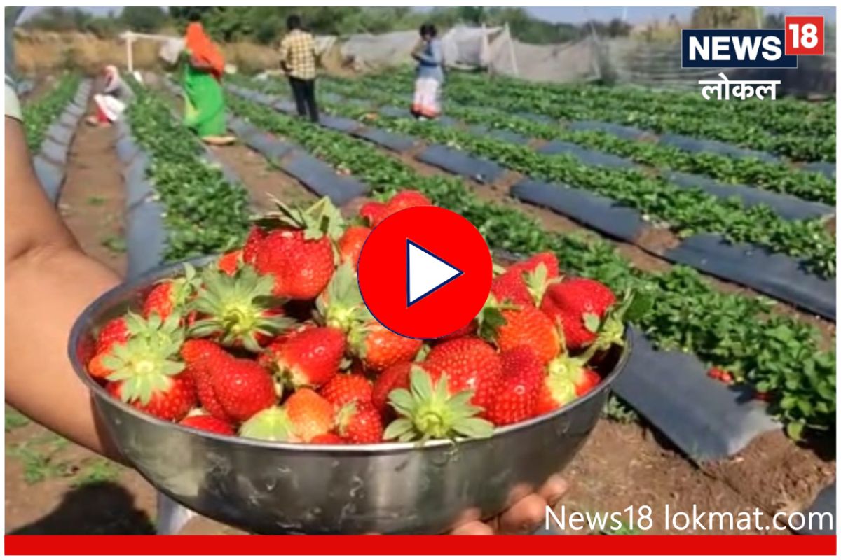 दुष्काळी भागात फुलली स्ट्रॉबेरीची शेती, पाहा कशी झाली कमाल! Video