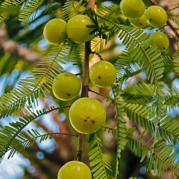 सुख-समृद्धीची होते प्राप्ती आवळा वृक्षात भगवान विष्णूचा वास असल्याचे मानले जाते. म्हणूनच पंचमीतिथीला भारतीय आवळीच्या झाडाखाली ब्राह्मणांना नियमित अन्न अर्पण केल्याने सर्व प्रकारच्या संकटांपासून मुक्ती मिळते आणि धन-समृद्धी मिळते.