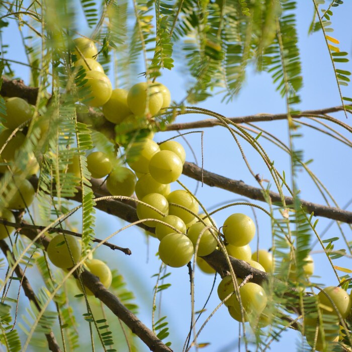 सकारात्मक ऊर्जा वाढते आवळा वृक्ष वास्तुशास्त्रात शुभ मानले गेले आहे. याचा वापर केल्याने नकारात्मक ऊर्जेचा नाश होतो आणि सकारात्मक ऊर्जेचा प्रवाह वाढतो. यासोबतच घरात धनधान्य आणि धनाची वाढ होते.
