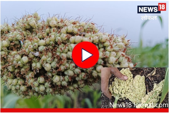 Ahmednagar News : मोत्यासारखी ज्वारी खरेदी करायचीय? 'इथं' संपेल शोध, Video