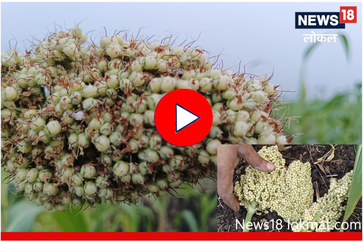 Ahmednagar News : मोत्यासारखी ज्वारी खरेदी करायचीय? 'इथं' संपेल शोध, Video