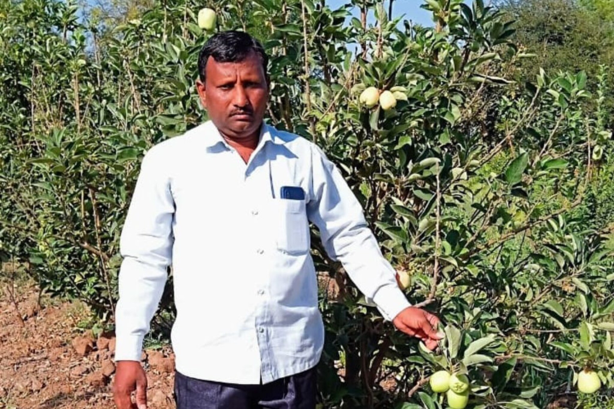 दुष्काळी जतमध्ये काश्मिरच्या सफरचंदाची बाग, पाहा कशी केली शेतकऱ्यानं कमाल! Photo