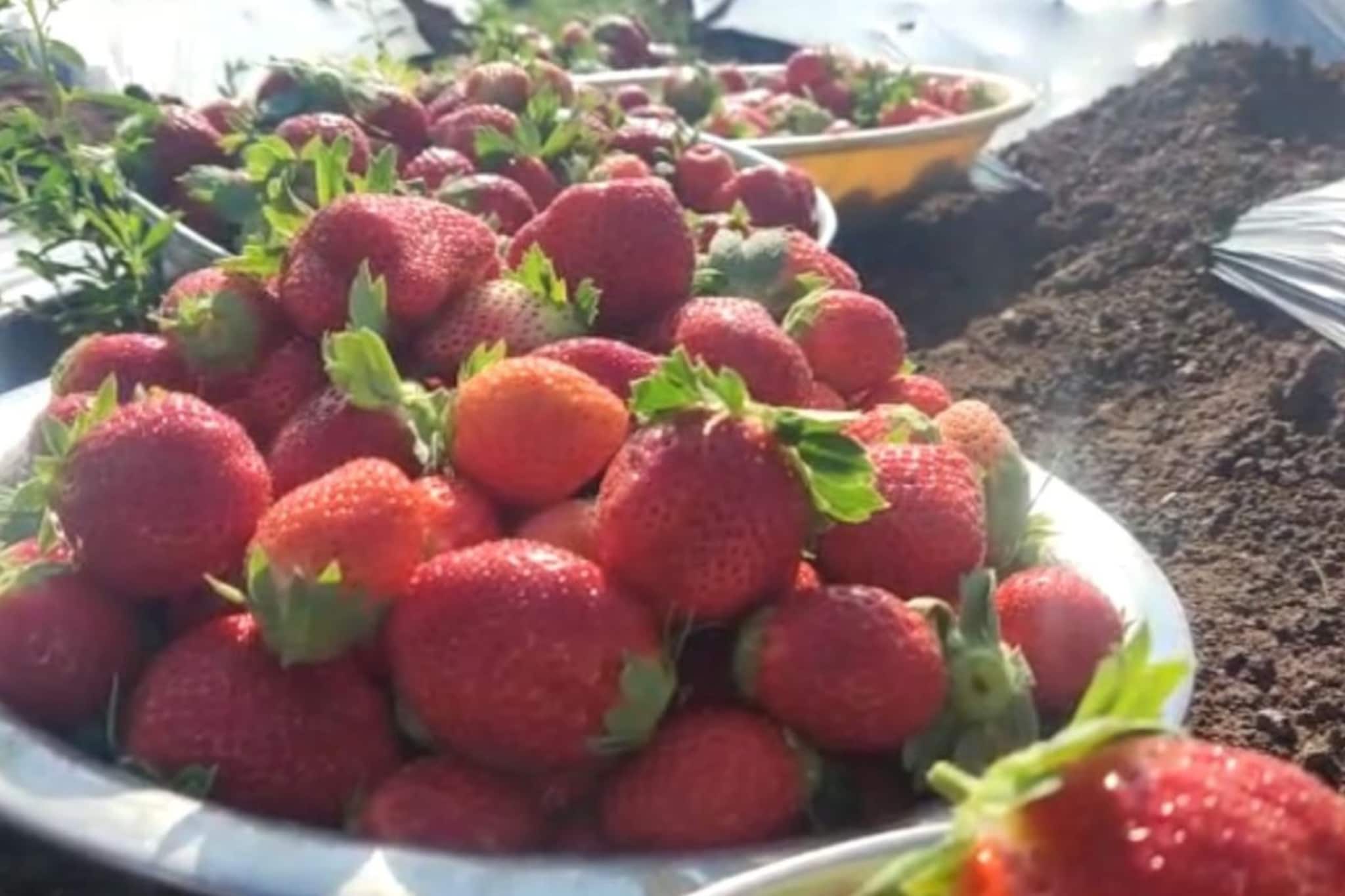 दुष्काळी खानापुरात स्ट्रॉबेरीची शेती, पाहा शेतकऱ्याचा यशस्वी प्रयोग, Photos