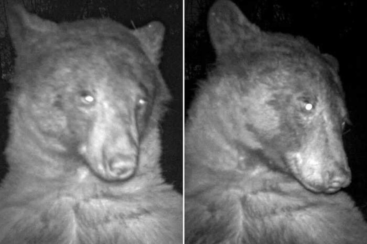 अस्वलाने पोज देत काढले सेल्फी