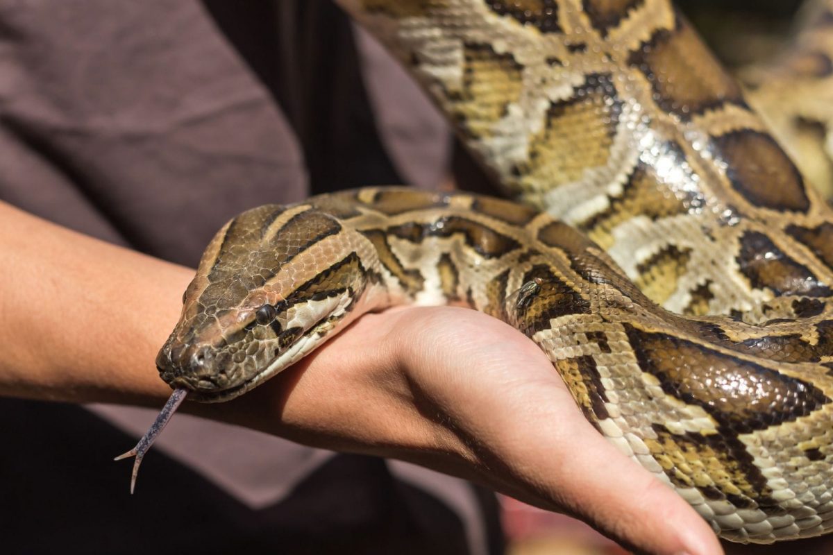 प्रतीकात्मक फोटो (सौजन्य - Canva)