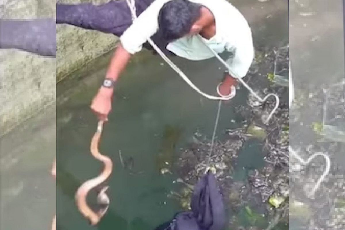 खतरनाक किंग कोब्राला वाचवायला गेला तरुण, विहिरीत उतरताच...; अंगावर काटा आणणारा VIDEO
