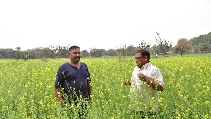 टीसीएस सारख्या कंपनीमध्ये नोकरी करणं म्हणजे प्रतिष्ठेचं मानलं जातं. मात्र अशी नोकरी सोडून चक्क शेती करण्याचा निर्णय एका शेतकऱ्याने घेतला आहे. त्याने चांगल्या पगाराची नोकरी सोडून शेतीकडे वळण्याचा निर्णय घेतला. त्याचं चर्चा आज संपूर्ण गावात होत आहे. 