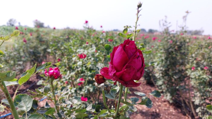 गुलाबांवर कीड लागू नये किंवा इतर रोग येऊ नयेत म्हणून त्यांना आठवड्यात दोन वेळा फवारणी करावी लागते. 
