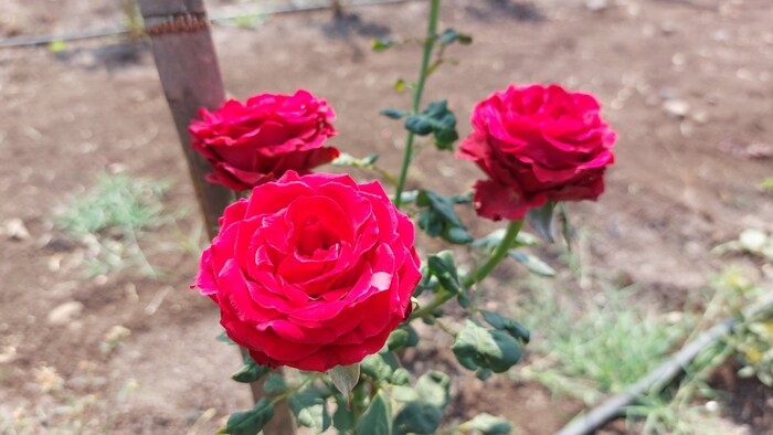   डे असो किंवा लग्न समारंभ किंवा प्रेम व्यक्त करण्यासाठी गुलाबाला विशेष महत्त्व आहे. त्यात प्रेम व्यक्त करण्यासाठी तर लाल गुलाबाला विशेष महत्त्व आहे.
