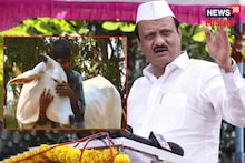 'केंद्र सरकार म्हणतंय गाईला मिठी मारा, पण लाथ मारली तर..' अजित पवार म्हणतात..