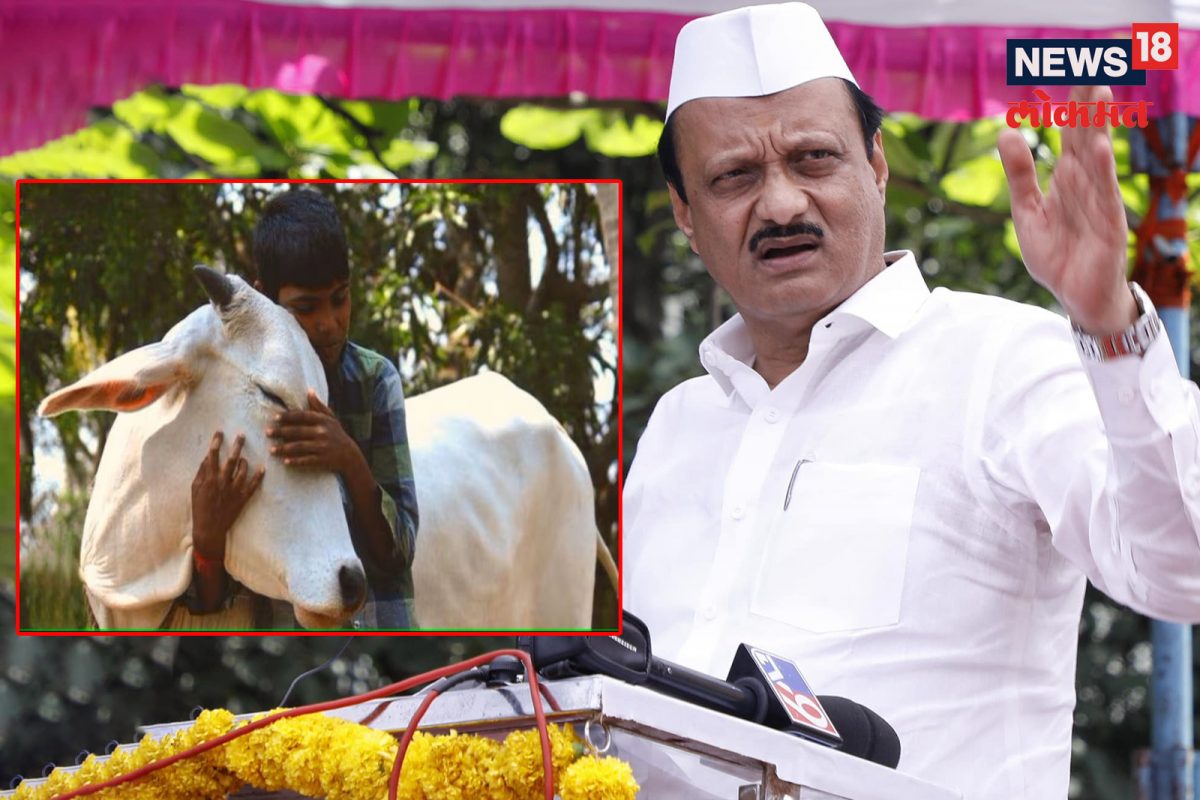 काऊ हग डे