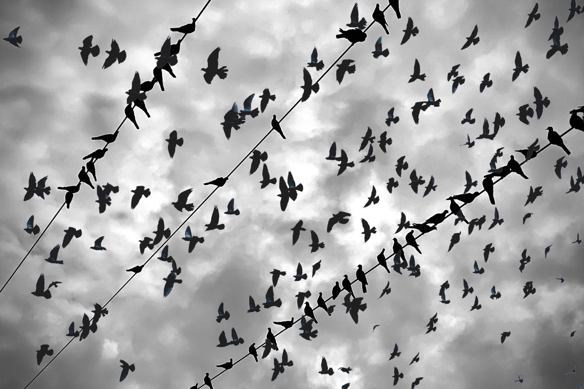 प्रतिकात्मक फोटो