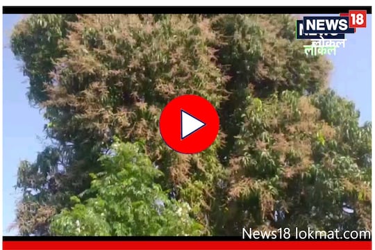 वातावरणातल्या बदलांचा आंब्याच्या झाडांना धोका! नुकसान टाळण्यासाठी 'ही' घ्या काळजी, Video