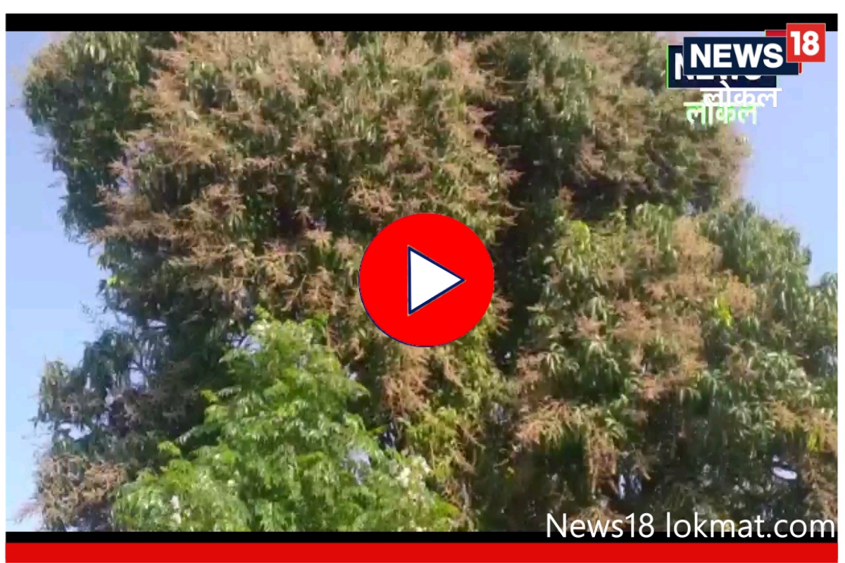 वातावरणातल्या बदलांचा आंब्याच्या झाडांना धोका! नुकसान टाळण्यासाठी 'ही' घ्या काळजी, Video