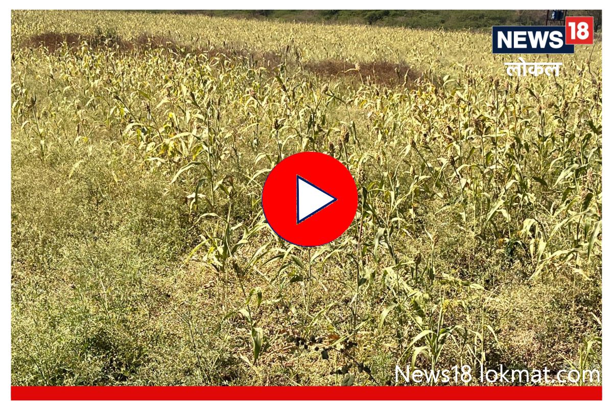 Beed News: ज्वारी काढणीच्या हंगामात शेतकऱ्यांपुढं गंभीर प्रश्न! कशी सुटणार अडचण? Video