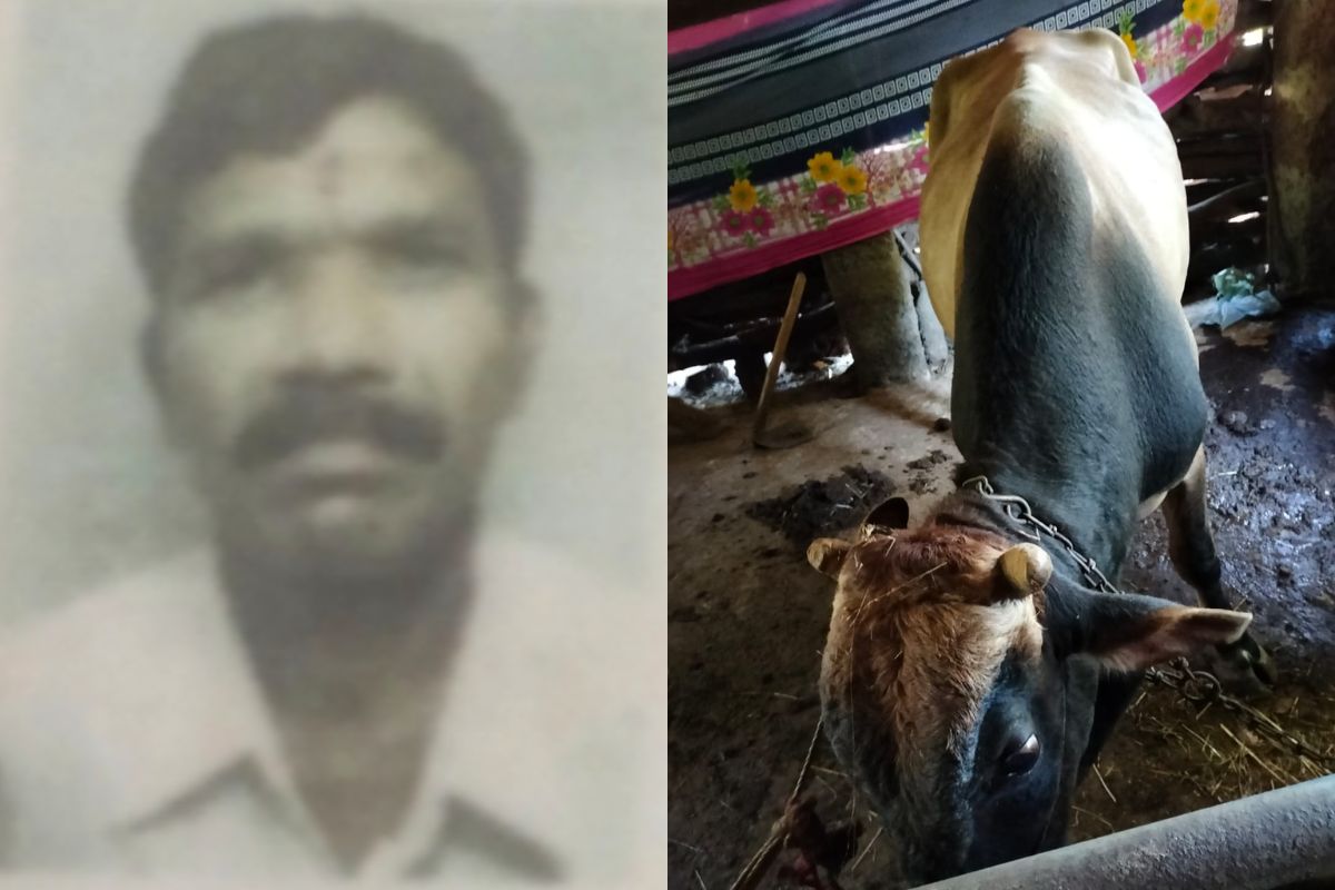 विठोबा घोले यांच्या बैलाची गावात प्रचंड दहशत आहे. त्यांचा बैल दिसल्यावर गावाजवळचे लोक सुद्धा त्याच्याजवळ जात नाही.