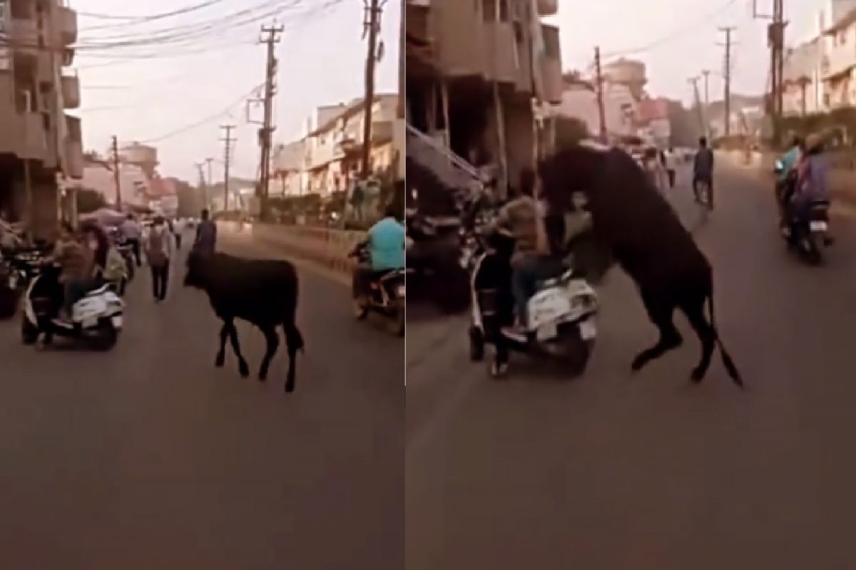 रेड्याने तरुणींसोबत जे केलं ते धक्कादायक.