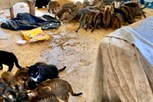 150 मांजरींच्या घोळक्यात नवरा-बायकोचं मृतदेह, नक्की काय घडलं? पोलिसांनाही प्रश्न