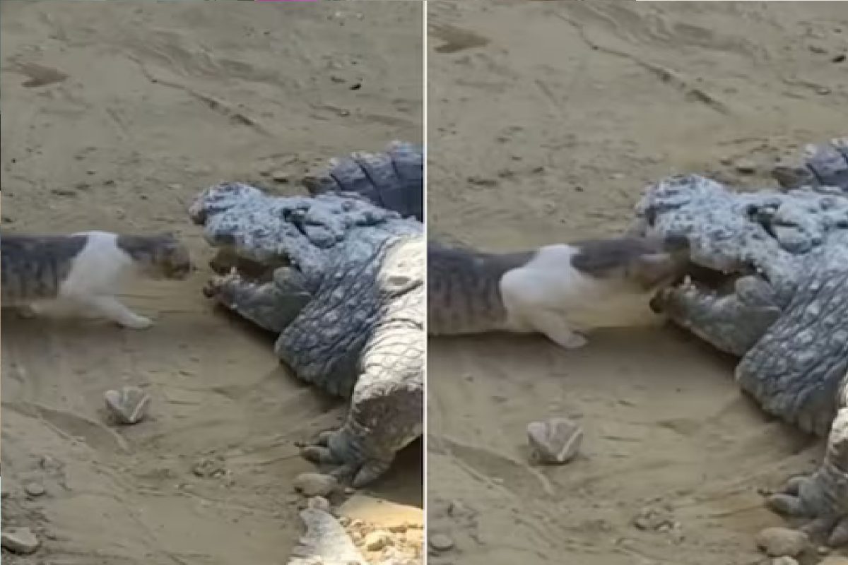 मांजरीने घेतला मगरीशी पंगा.