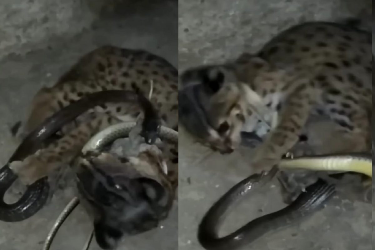 साप आणि मांजरीची खतरनाक फायटिंग.
