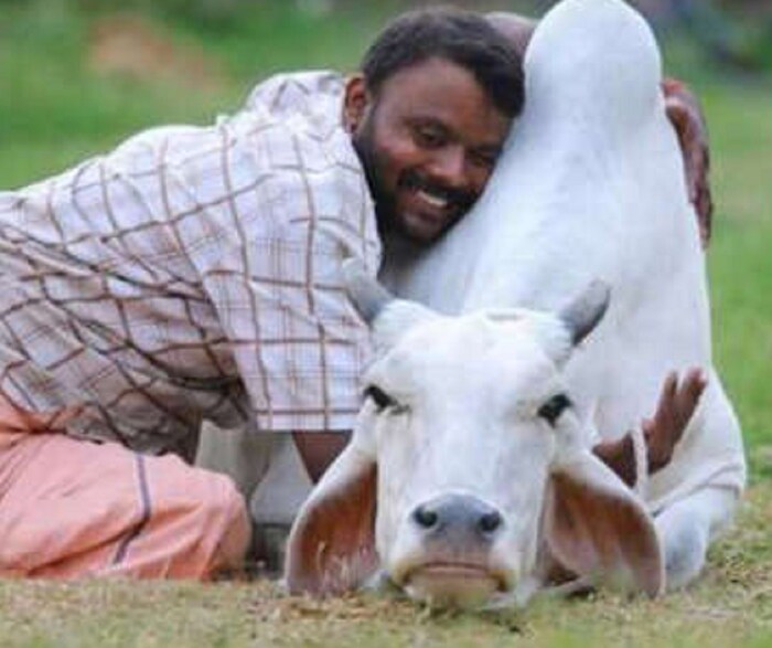 गाईची गळाभेट घेण्याचे काही फायदे असल्याचा दावा वैज्ञानिकांकडून केला जातो. यामुळे मानसिक शांतता मिळते आणि मानसिक विकार दूर होण्यास मदत होऊ शकते असं म्हटलं आहे.