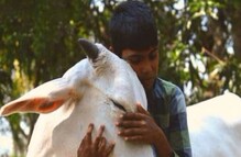 Cow Hug Dayवर पशु कल्याण बोर्डाचा युटर्न, केंद्राच्या आदेशानंतर आवाहन मागे