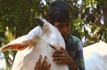 Cow Hug Dayवर पशु कल्याण बोर्डाचा युटर्न, केंद्राच्या आदेशानंतर आवाहन मागे Cow Hug Dayवर पशु कल्याण बोर्डाचा युटर्न, केंद्राच्या आदेशानंतर आवाहन मागे