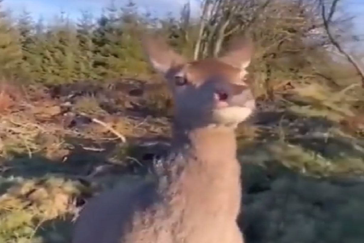 जीव वाचवण्यासाठी हरणाची नवी आयडिया.